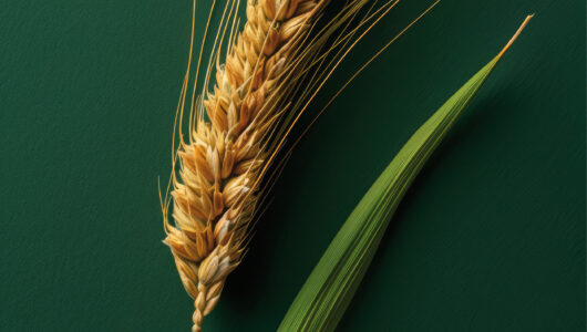 „Wychowawca” jako półrocznik – 2026 r.